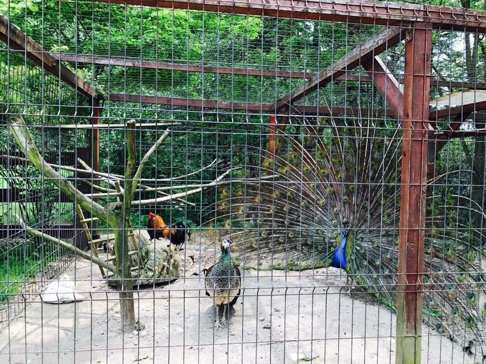 Băile Olăneşti Pension Casa Vanatorilor מראה חיצוני תמונה